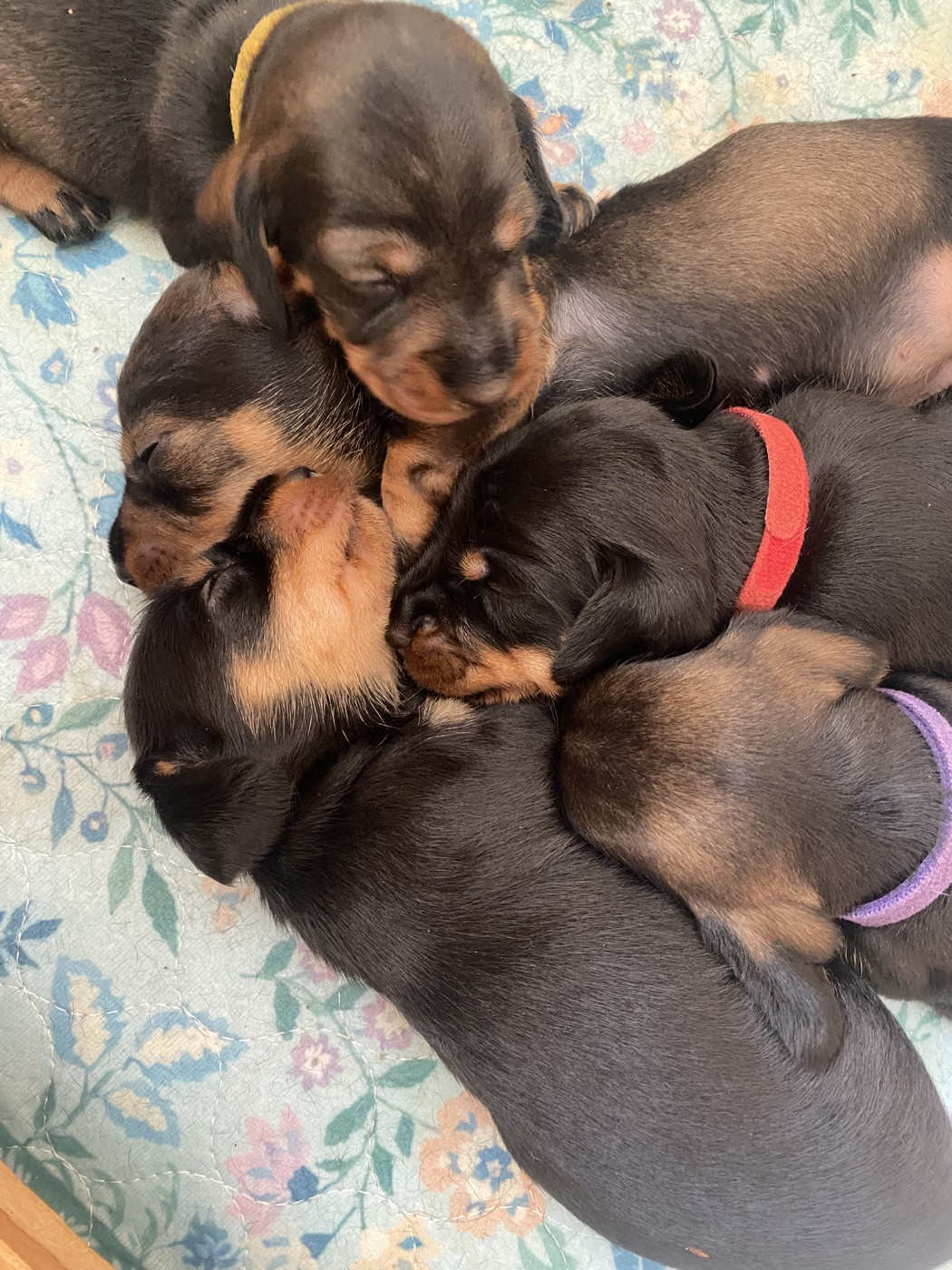 Chiot Teckel poil dur Fanny Cohen