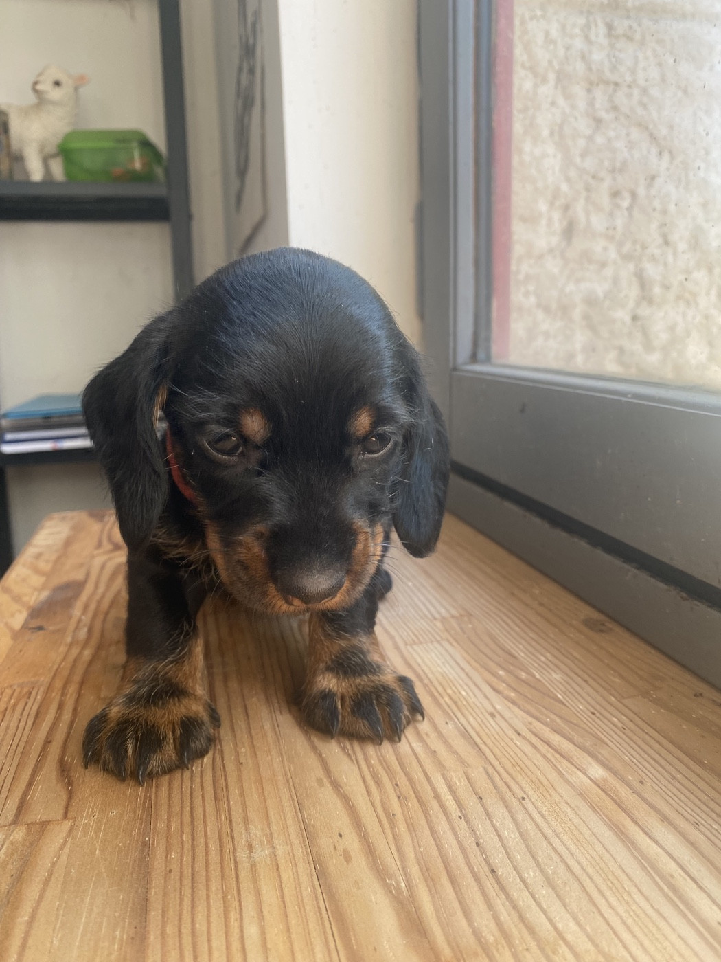 Fanny Cohen - Chiots disponibles - Teckel poil dur