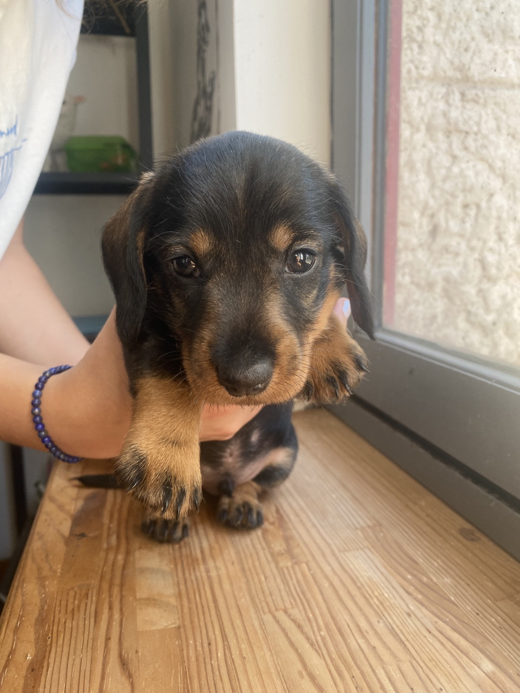 Fanny Cohen - Chiots disponibles - Teckel poil dur