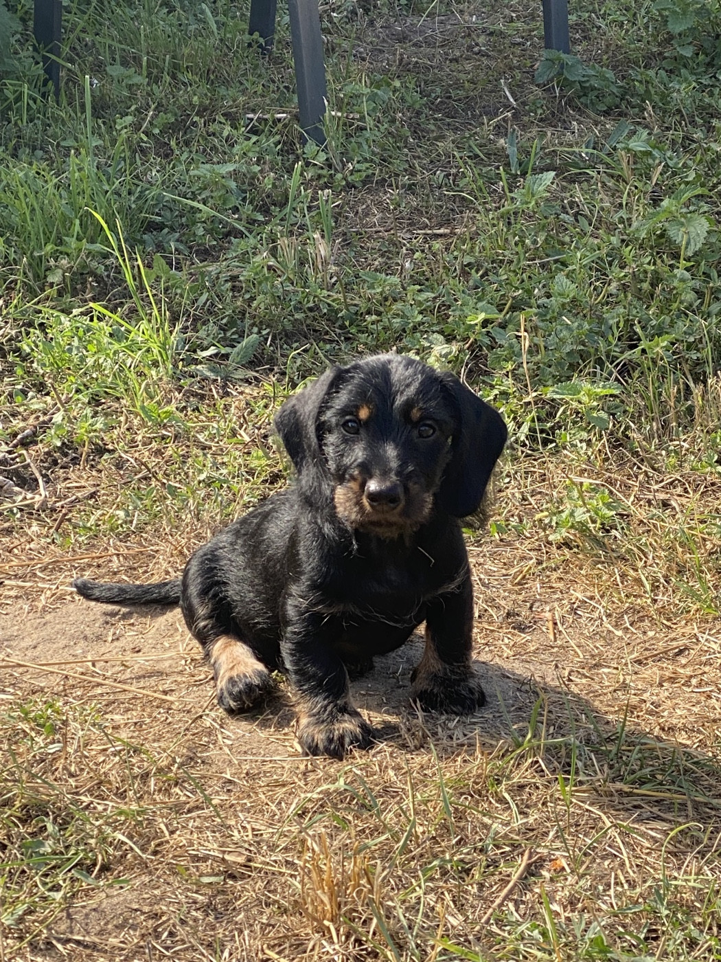 Fanny Cohen - Chiots disponibles - Teckel poil dur
